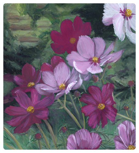 Kosmeen bei Licht und Schatten Rosafarbene Kosmeen bei Licht und Schatten